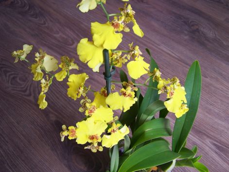 orchidea_008.jpg