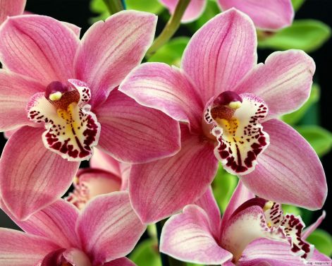 orchideak.jpg